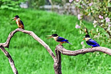 亚马逊雨林求生游戏《绿色地狱VR》将支持PSVR2